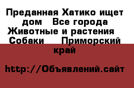 Преданная Хатико ищет дом - Все города Животные и растения » Собаки   . Приморский край